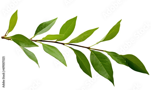 branch with green leaves on transparent background