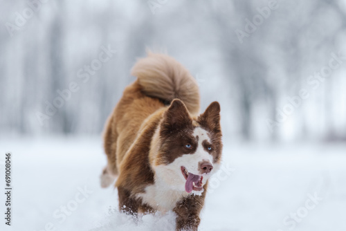 Fototapeta Naklejka Na Ścianę i Meble -  Closeup portrait of siberian laika in ginger color walking and playing in snow