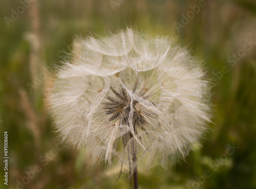 Dandelion head