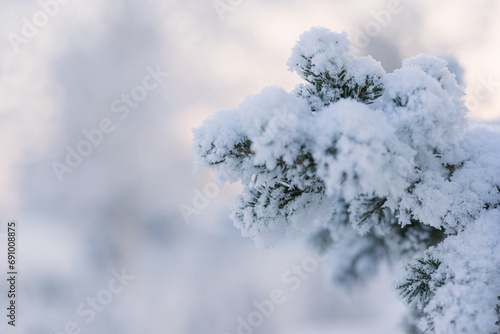 Closeup photo of spruce tree branch covered with hoarfrost after very cold night © GCapture