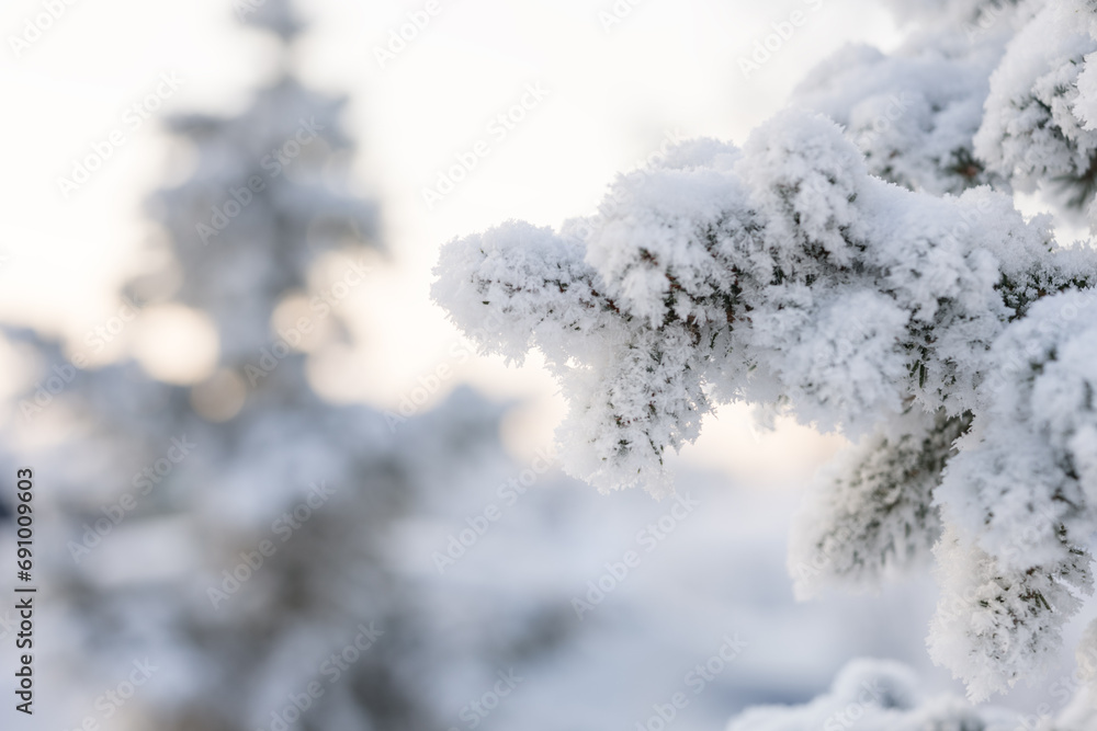 Closeup photo of spruce tree branch covered with hoarfrost after very cold night Closeup photo of spruce tree branch covered with hoarfrost after very cold night