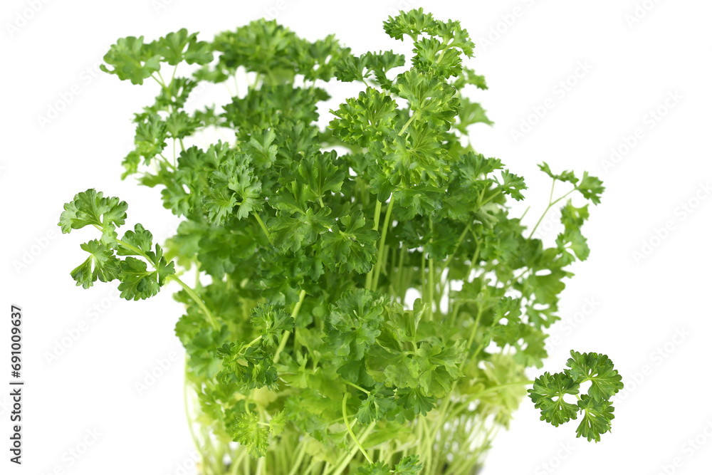 Fototapeta premium Parsley
