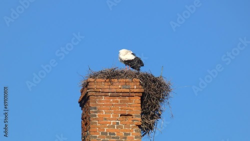 A stork in its nest, almost fallen, built on top of a red brick chimney, taking care of its plumage. Horizontal video.