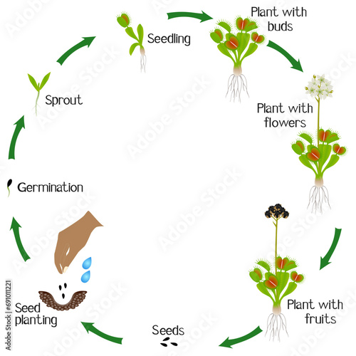 A growth cycle of venus flytrap plant on a white background.