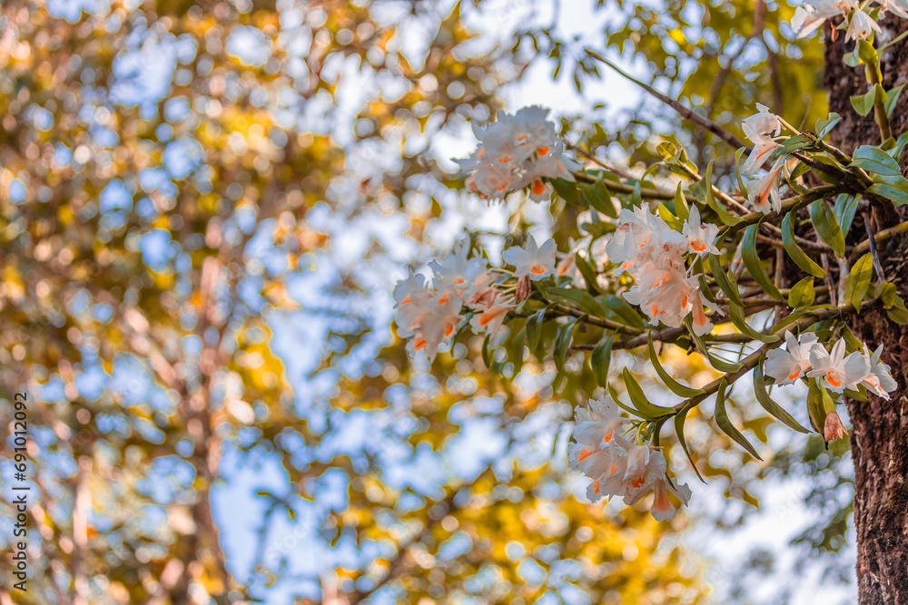 The view of the natural background of the mountain close-up, with blurred fog scattered in the rainy season or the humid climate, with beautiful green trees in the ecological system