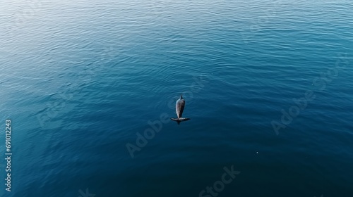 Aerial view of alone Bottlenose dolphin in blue sea. Aquatic animal in Black sea © Orxan