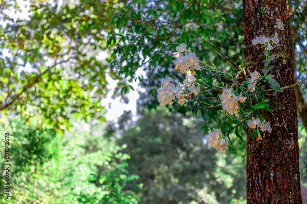 The view of the natural background of the mountain close-up, with blurred fog scattered in the rainy season or the humid climate, with beautiful green trees in the ecological system The view of the natural background of the mountain close-up, with blurred fog scattered in the rainy season or the humid climate, with beautiful green trees in the ecological system