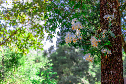 The view of the natural background of the mountain close-up, with blurred fog scattered in the rainy season or the humid climate, with beautiful green trees in the ecological system