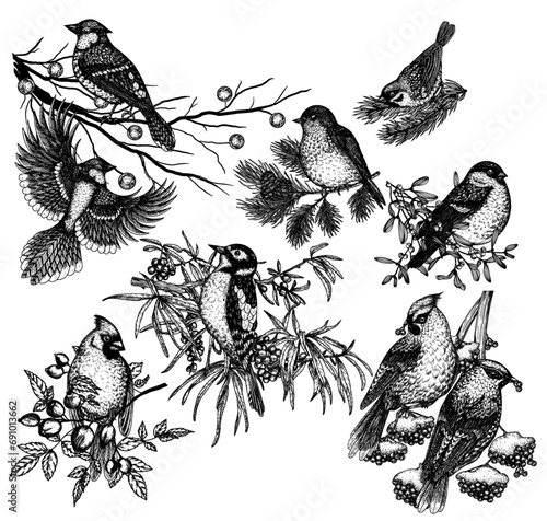 Vector set of 9 winter birds on branches. Waxwing, robin, bullfinch, red cardinal, sparrow, woodpecker and blue jay in engraving style