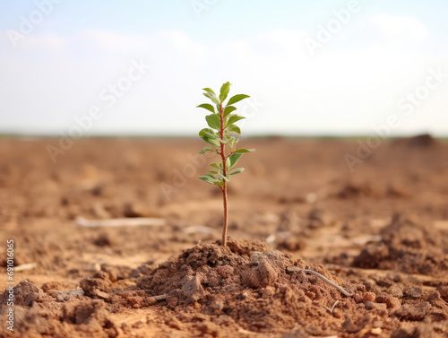 A solitary tree growing in a desert, representing hope and resilience in a changing climate.