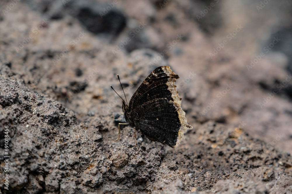 Obraz premium 日本の山