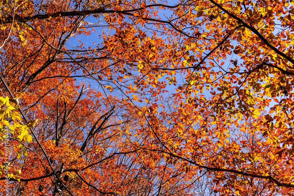 紅葉の広がる風景