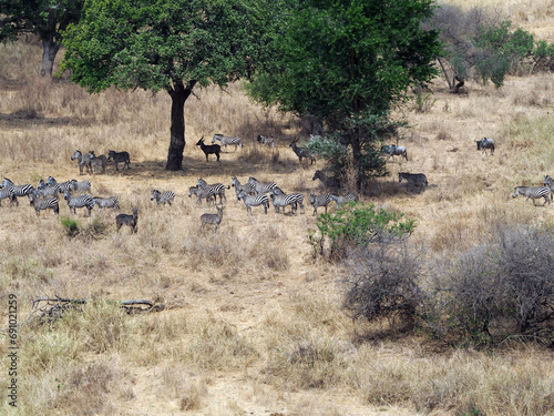 Landscape of savanna