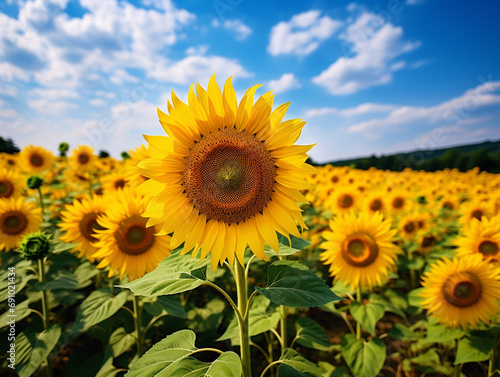 A sunflower field stretching towards the horizon. The weather is hot with clear blue skies.