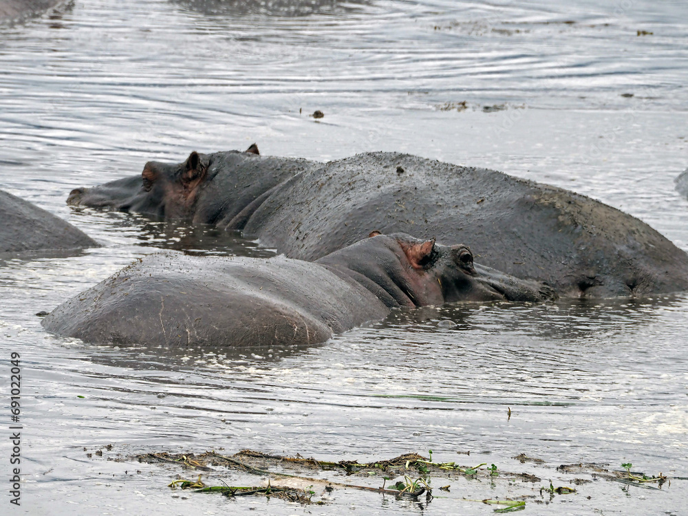 Fototapeta premium Picture of two hippopotamus taking a bath in the pond in Africa