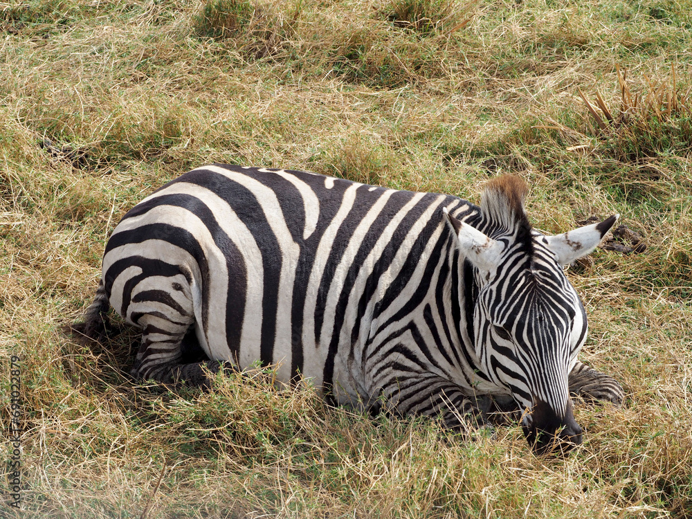 Picture of single zebra sitting in the yellow green low grass Picture of single zebra sitting in the yellow green low grass