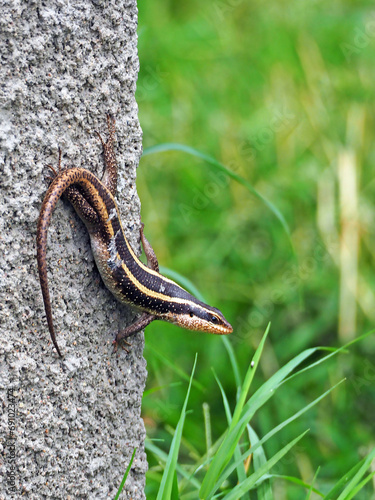 Small skink lizard posing on the stone, vertical photo