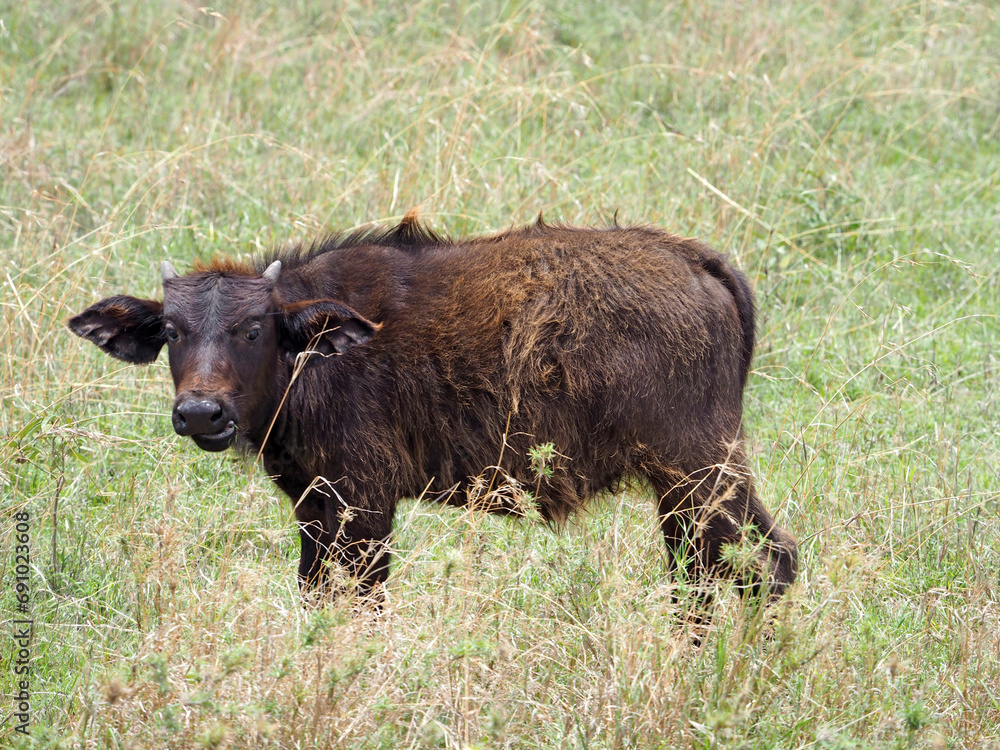 Photography of African buffalo calf staying in the grass Photography of African buffalo calf staying in the grass