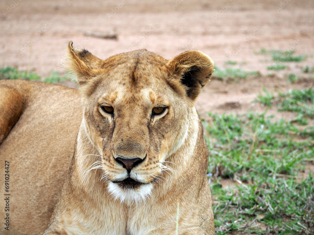 Obraz premium Photography portrait of sleeping lioness lying on the low green grass. Female lion's eyes are nearly shut, she looks sleepy.