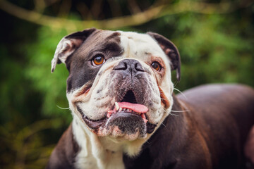 Leinwandbilder Französische Bulldogge Olde English Bulldogge streckt Zunge heraus  © Willy Mobilo