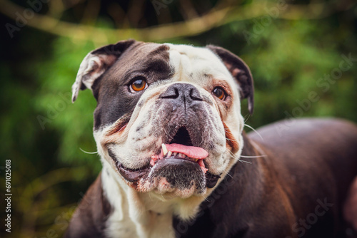 Olde English Bulldogge showing off his tongue. Photography taken in France photo