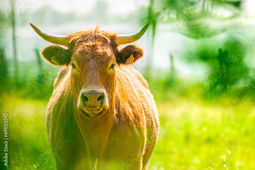 Portrait of red Salers or Limousine cow. Photography taken in France photo