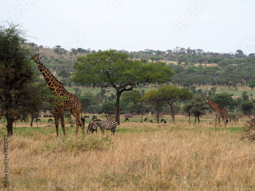 Giraffe feeding on acacia tree © Natalia