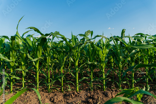Corn stalks in the field. Corn field in summer. Corn cultivation.
