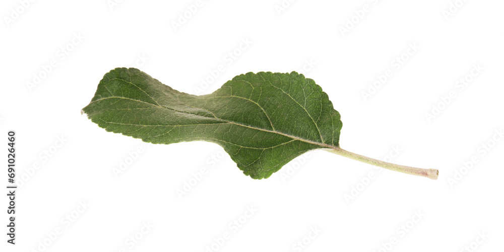 One green leaf of apple tree isolated on white One green leaf of apple tree isolated on white
