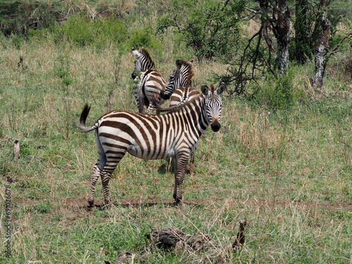Zebras in green savanna