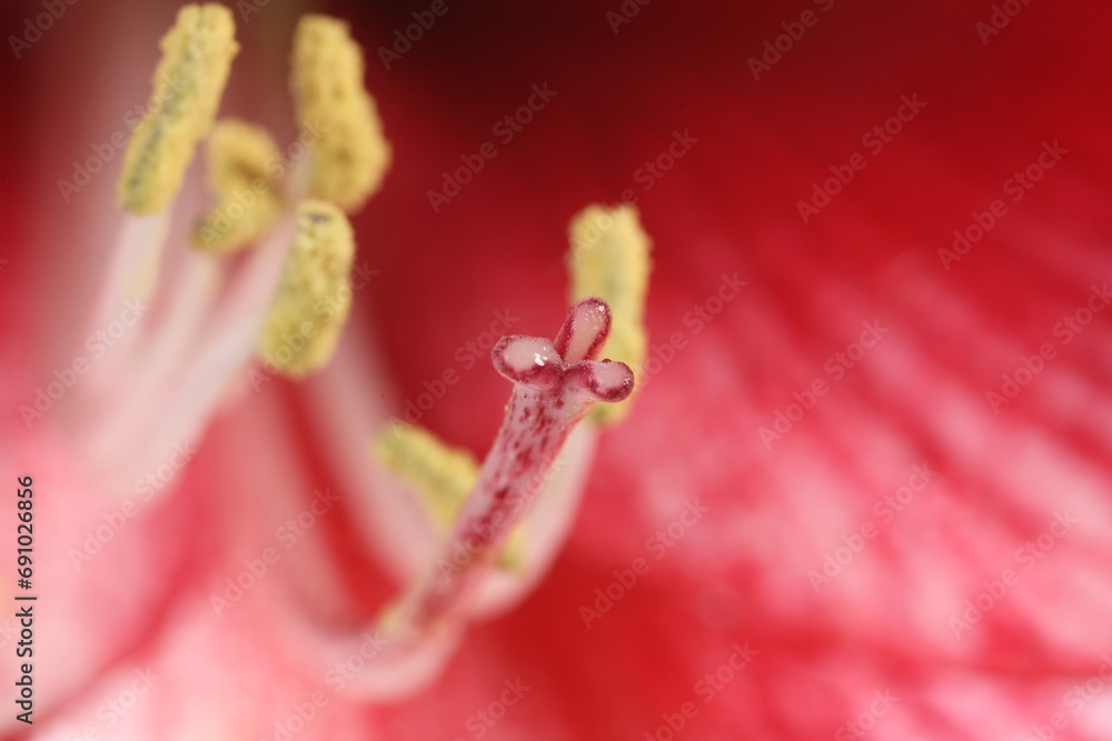 Beautiful red Amaryllis flower as background, macro view Beautiful red Amaryllis flower as background, macro view