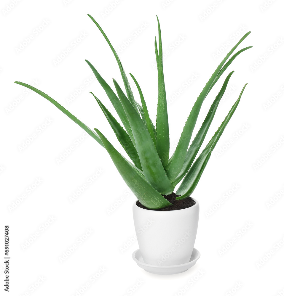 Green aloe vera in pot isolated on white