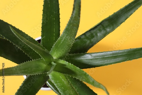 Green aloe vera plant on yellow background, top view