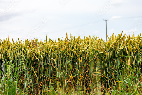 Wheat fields in  Bidford-on-Avon , Warwickshire, England photo