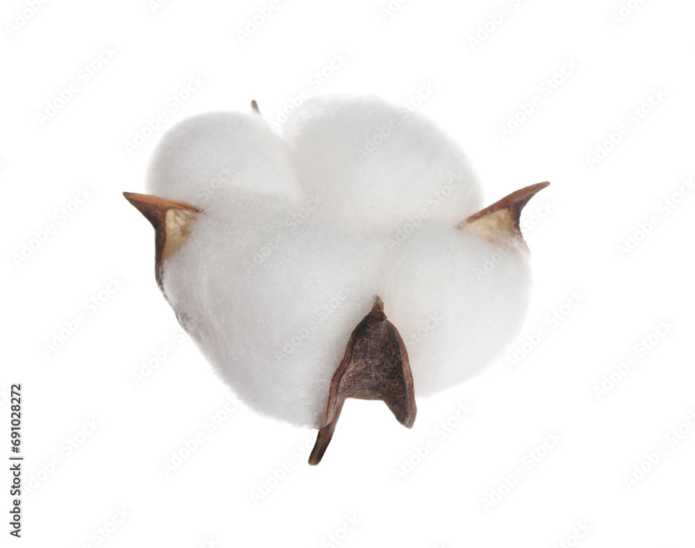 Beautiful fluffy cotton flower isolated on white Beautiful fluffy cotton flower isolated on white