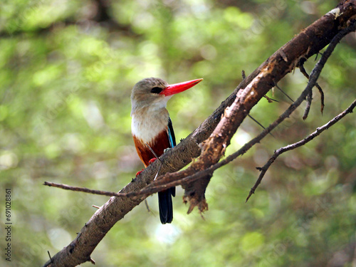 Kingfisher with red beak sitting on the brach, green bokeh background © Natalia