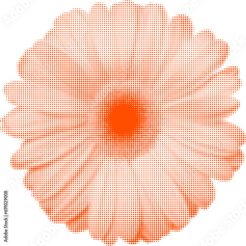 gerbera orange flower, isolated on white background