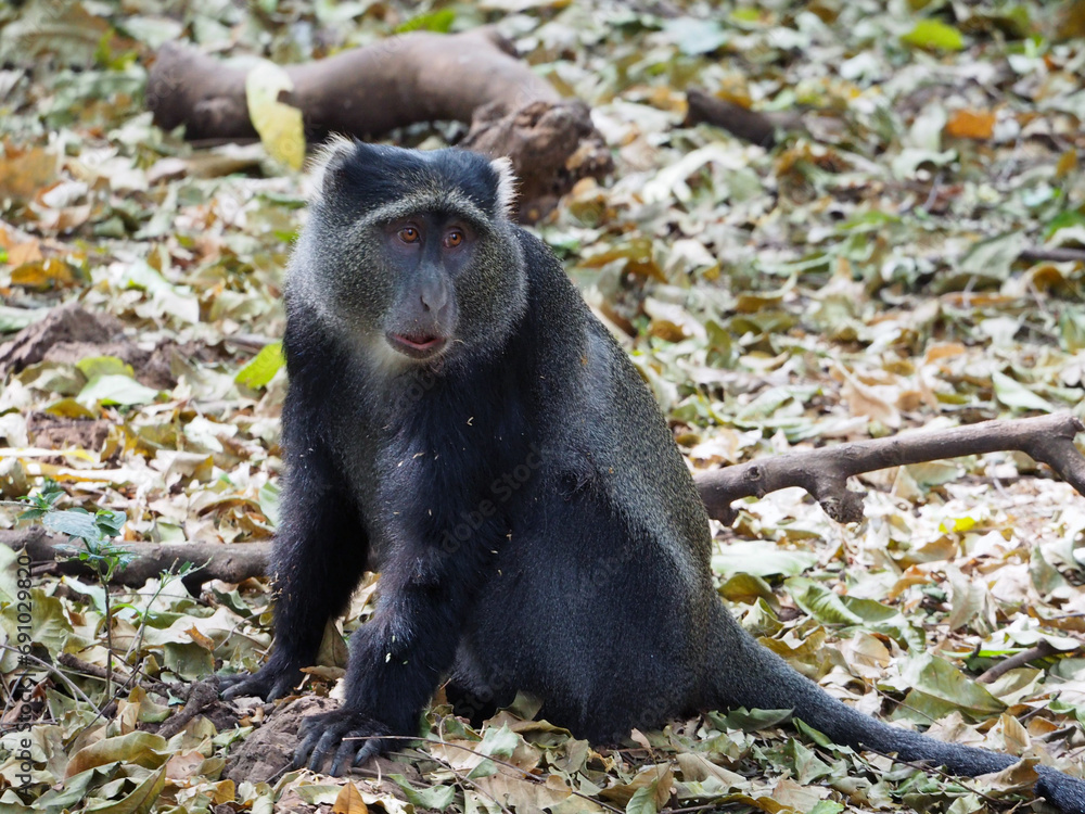 Blue monkey sitting on the ground