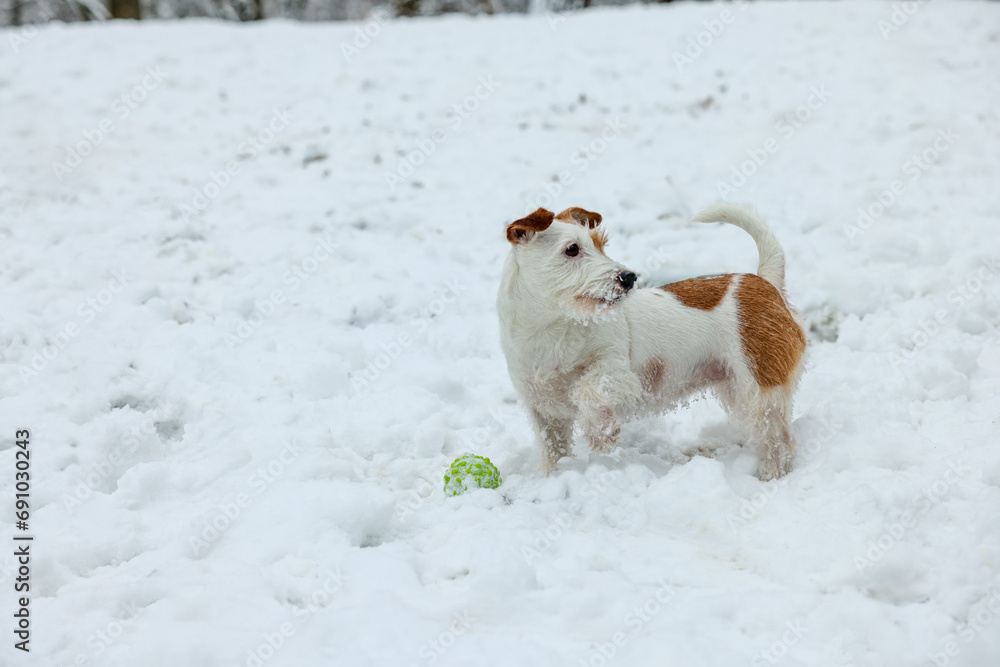 Cute Jack Russell Terrier playing with toy ball on snow outdoors, space for text Cute Jack Russell Terrier playing with toy ball on snow outdoors, space for text