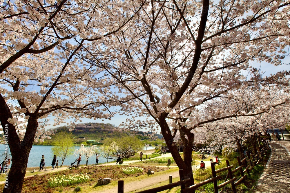 Heavenly Haven: A Park Oasis Under Cherry Blossoms