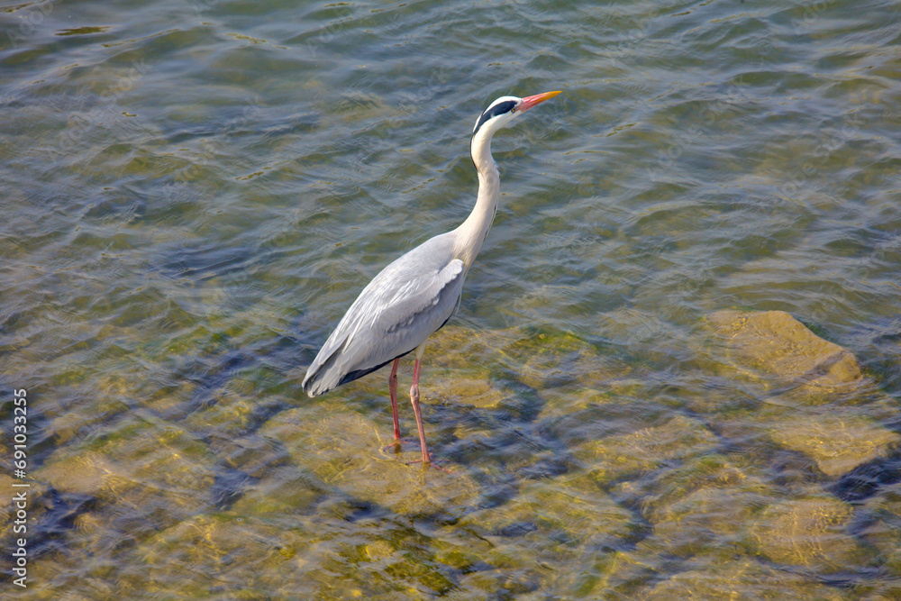 Crane in Shallow Waters of Taehwa River Crane in Shallow Waters of Taehwa River