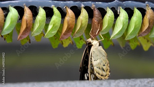 Development and transformation stages of Butterfly Papilio Demoleushatching out of pupa to butterfly. Isolated on white background. photo