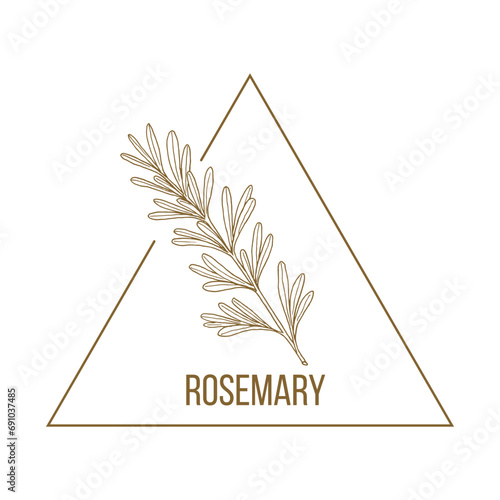 Rosemary floral hand drawn logo template