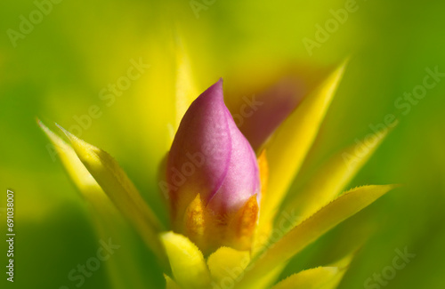 Close-up of a beautiful flower 