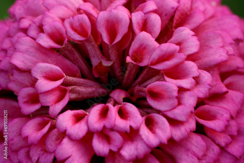 pink dahlia flower © Irwan