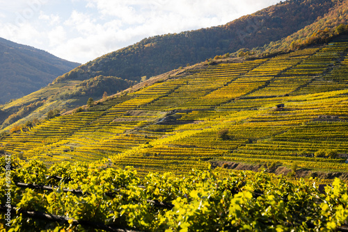Vineyard with autumn leaf colors. View of wine-growing agriculture in Wachau, Austria