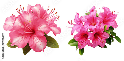 Set of Vibrant pink azalea flowers with prominent stamens isolated on a transparent background
