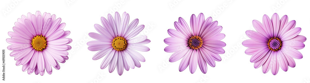 Obraz premium Set of vibrant purple daisy flowers with prominent yellow centers isolated on a transparent background