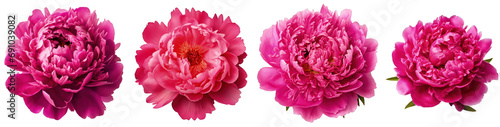 Four vibrant pink peony flowers isolated on a transparent background © Nataliia