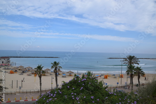 beach with trees